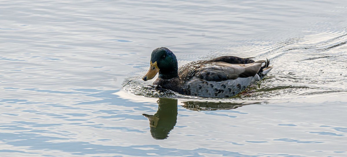 Зэрлэг нугас - ML646637821