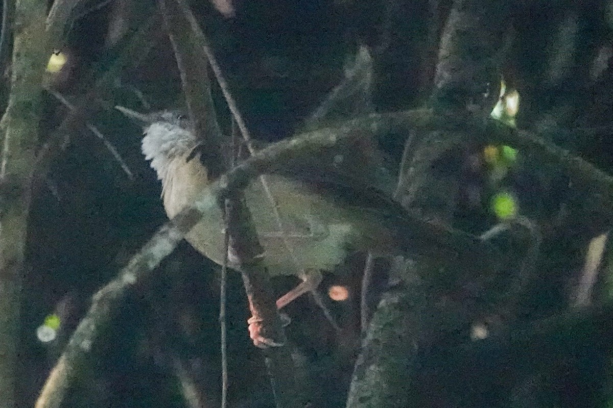 Tordina de Puvel - ML646637823