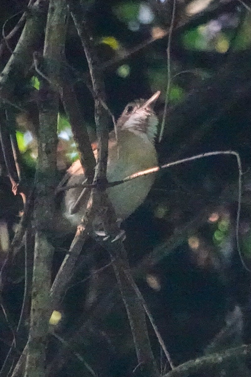 Tordina de Puvel - ML646637824