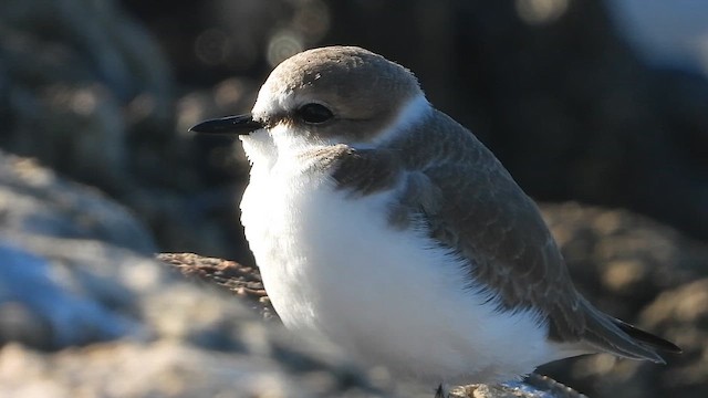 Kentish Plover - ML646637826