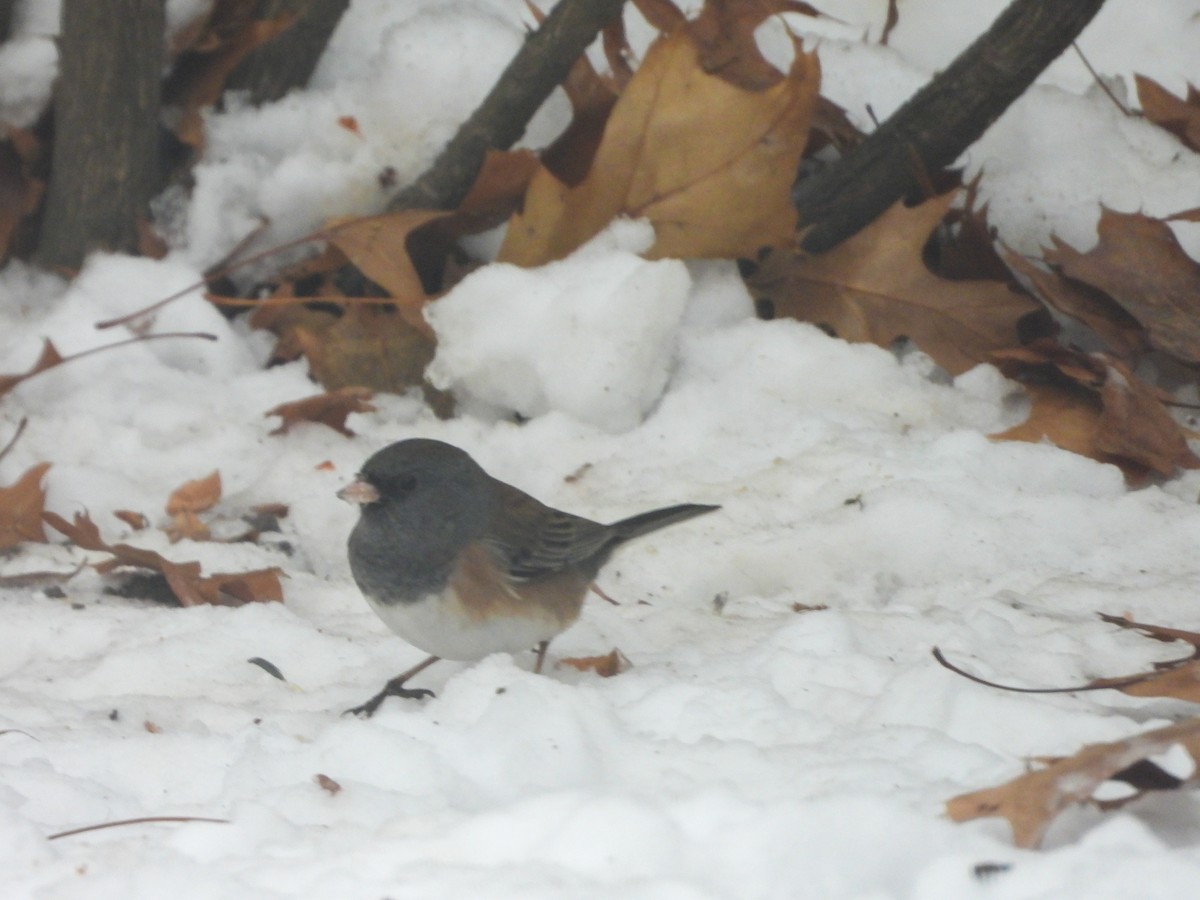 Юнко сірий [група oreganus] - ML646637827