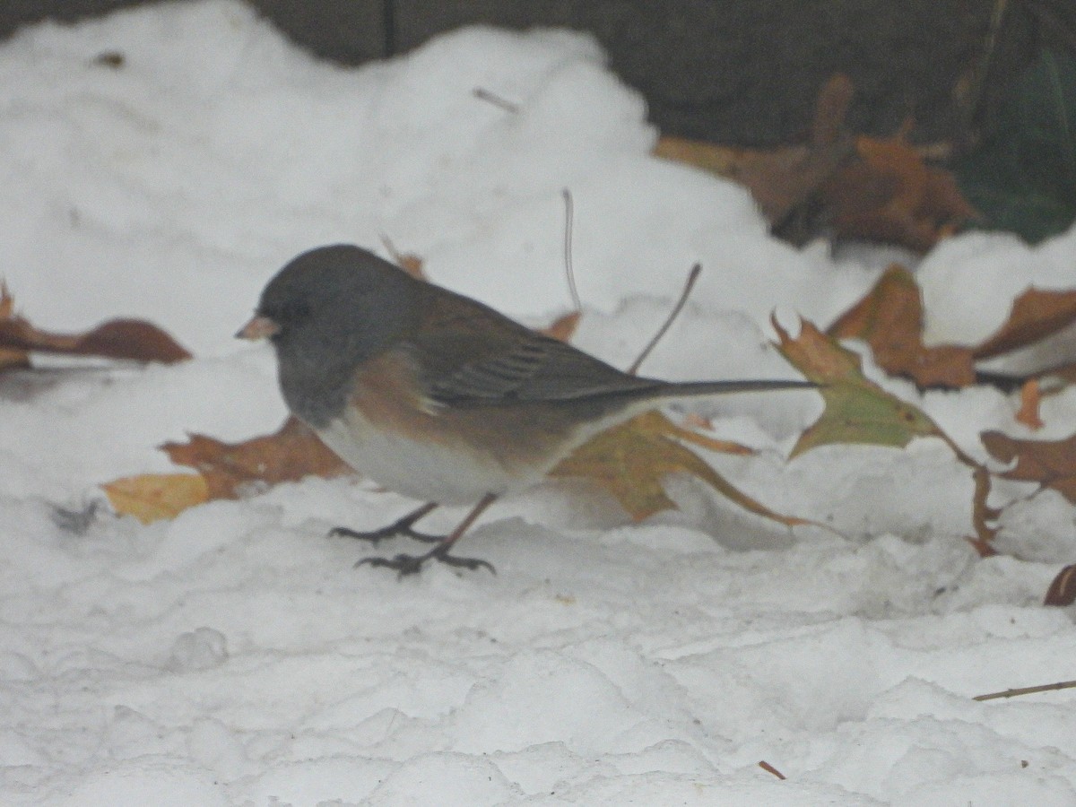 Юнко сірий [група oreganus] - ML646637828