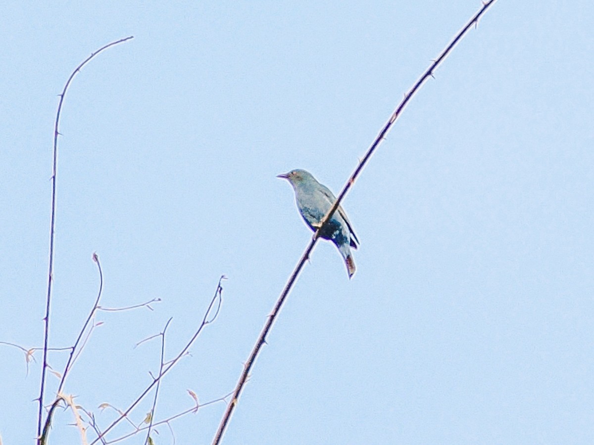 Asian Fairy-bluebird - ML646637829