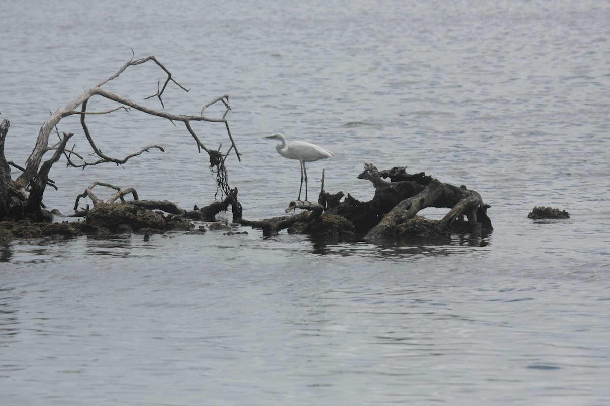 Grande Aigrette - ML646637834