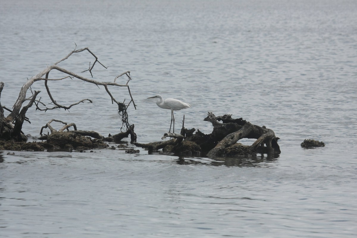 Grande Aigrette - ML646637835