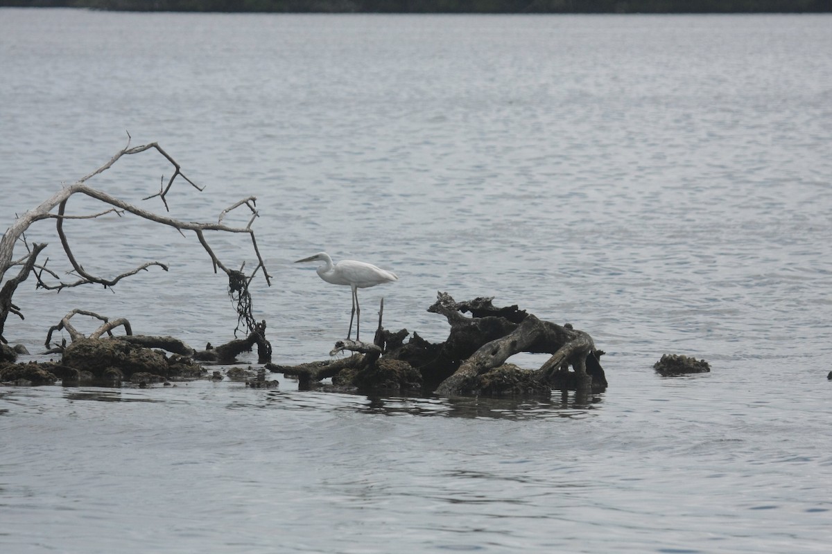Grande Aigrette - ML646637836
