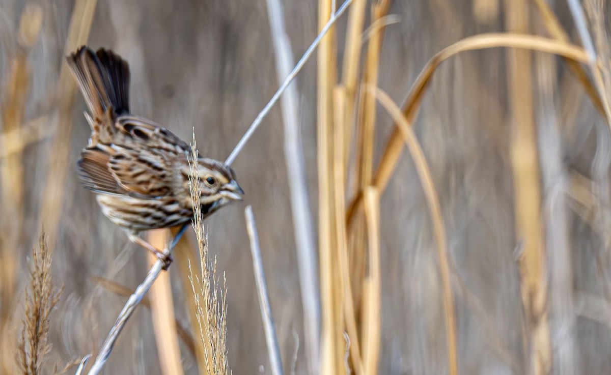 Song Sparrow - ML646637843