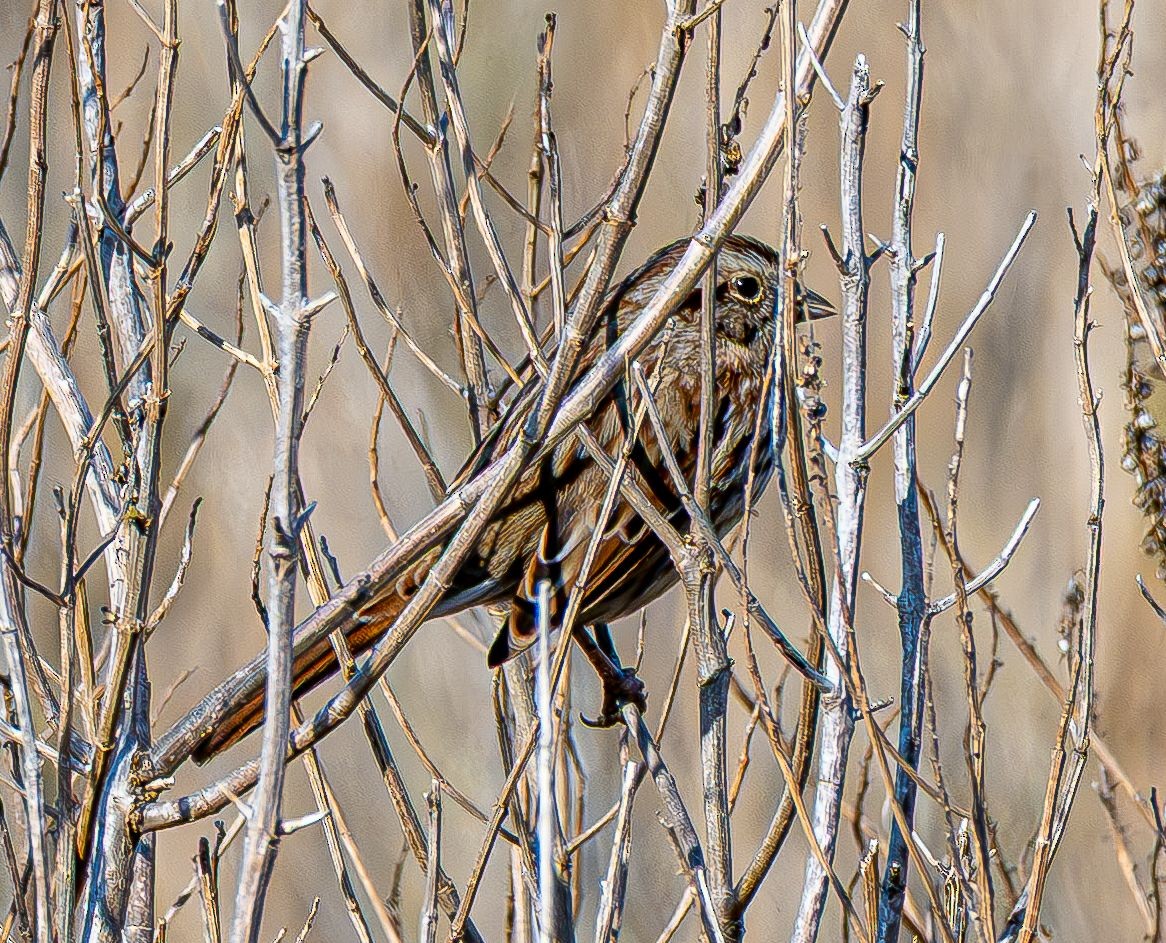 Song Sparrow - ML646637844