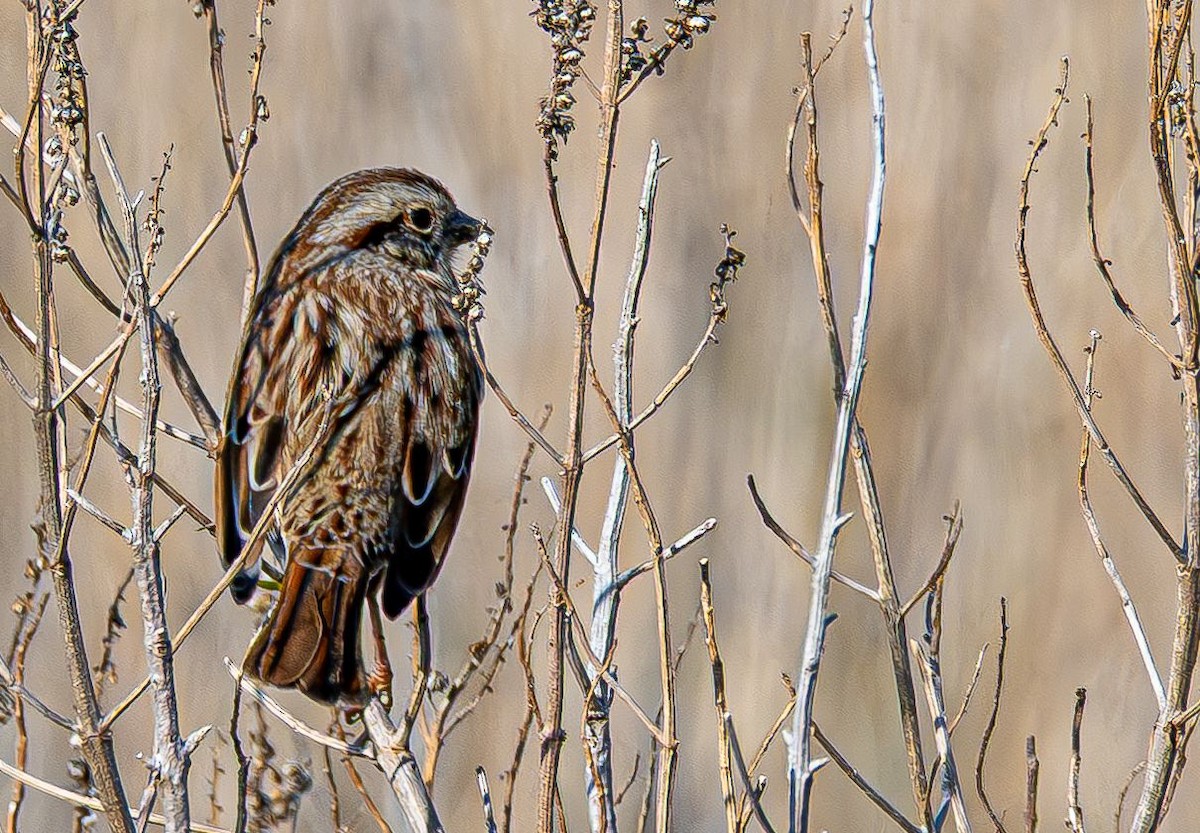 Song Sparrow - ML646637845