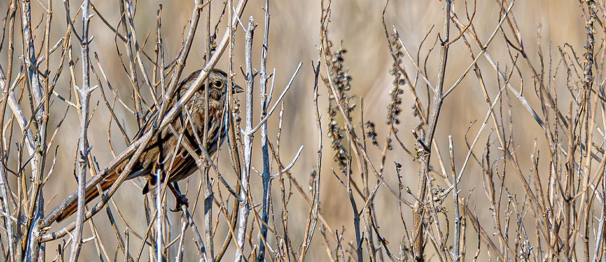 Song Sparrow - ML646637846