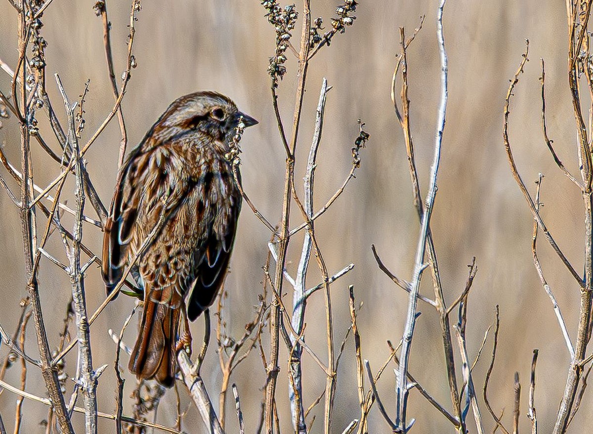 Song Sparrow - ML646637847