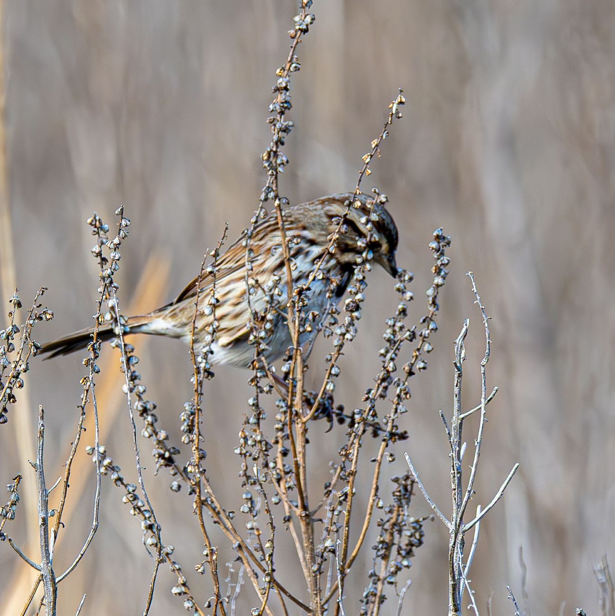 Song Sparrow - ML646637848