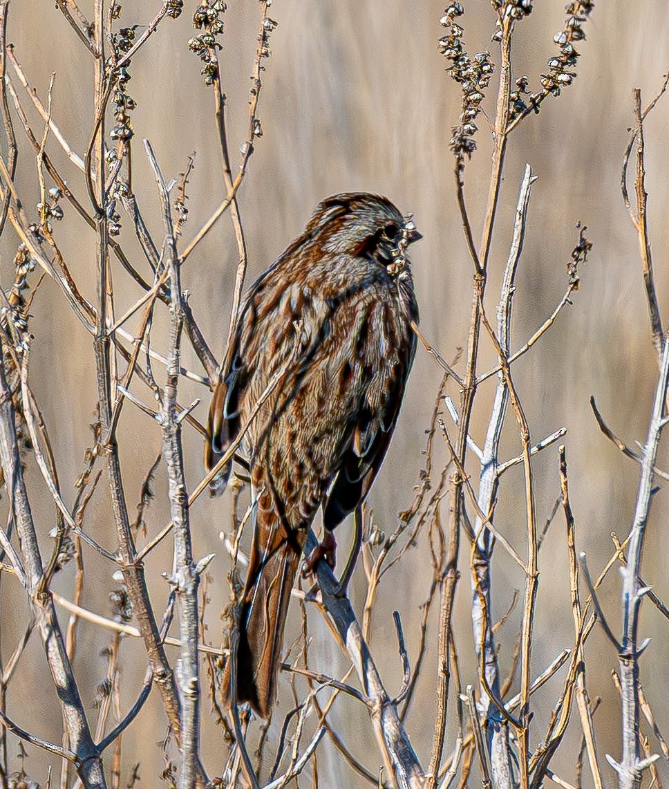 Song Sparrow - ML646637849