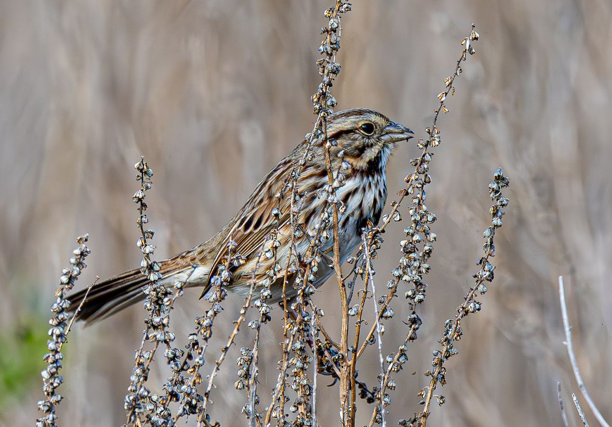 Song Sparrow - ML646637850