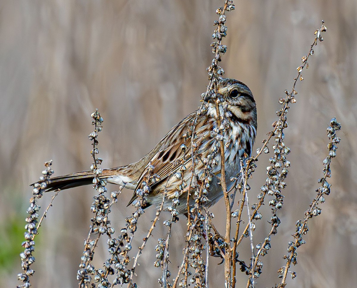 Song Sparrow - ML646637851