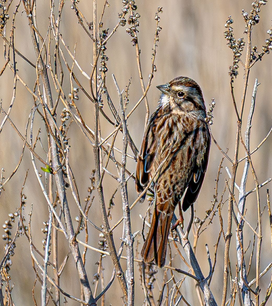 Song Sparrow - ML646637852