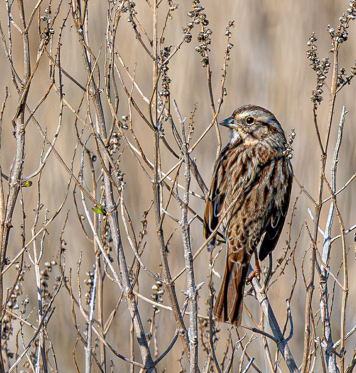 Song Sparrow - ML646637853
