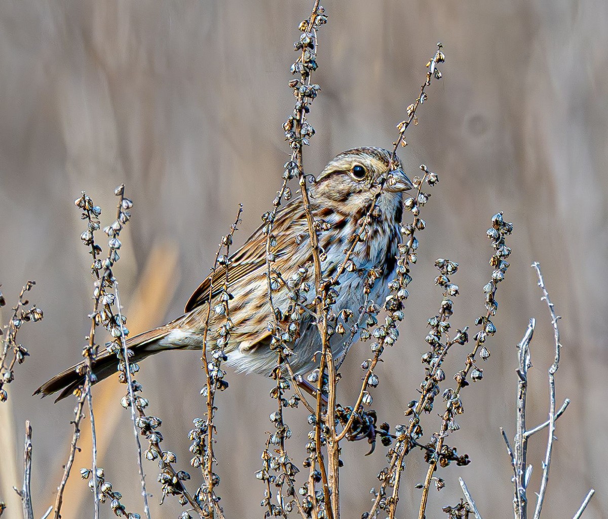 Song Sparrow - ML646637854