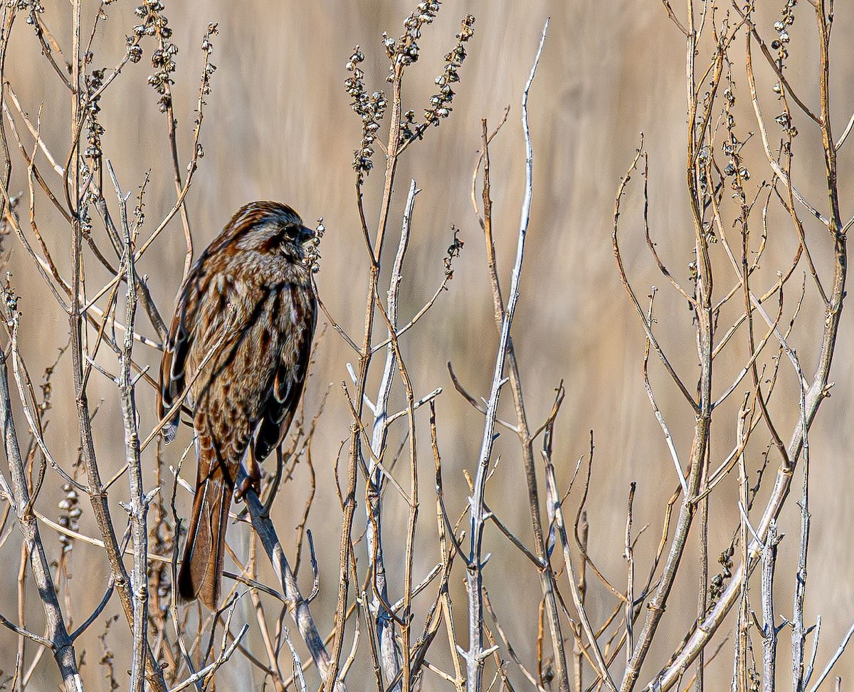 Song Sparrow - ML646637855