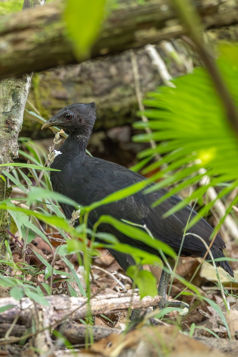 Dusky Megapode (Dusky) - ML646637856