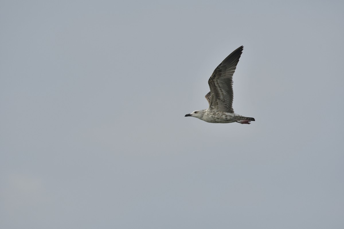 שחף שחור - ML646637858