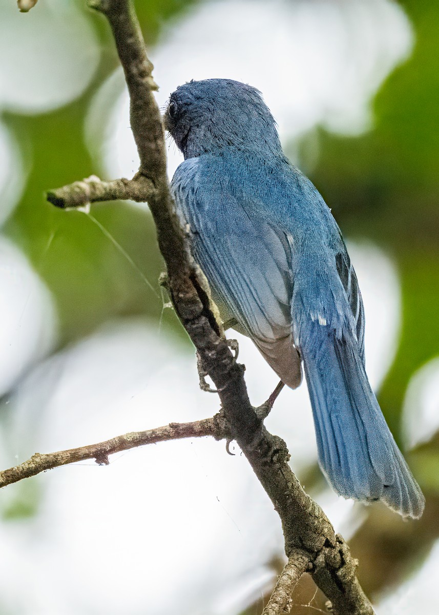Tickell's Blue Flycatcher - ML646637866