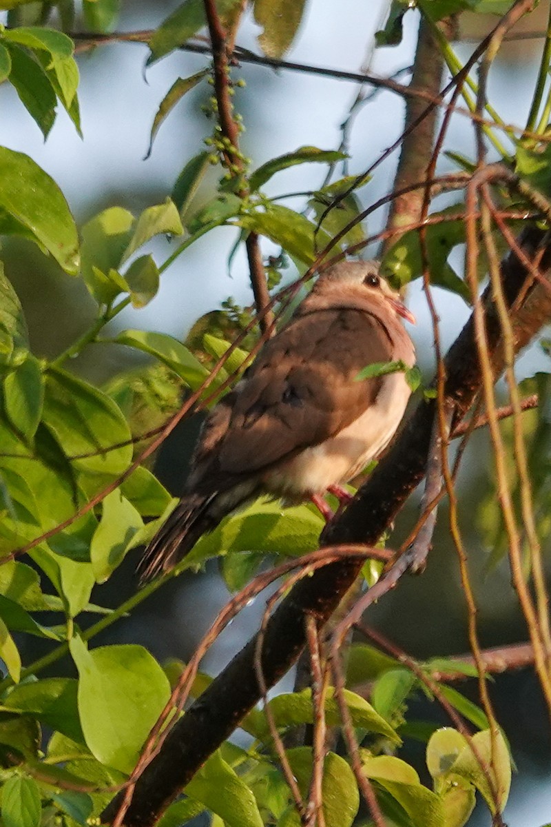 Palomita Aliazul - ML646637867