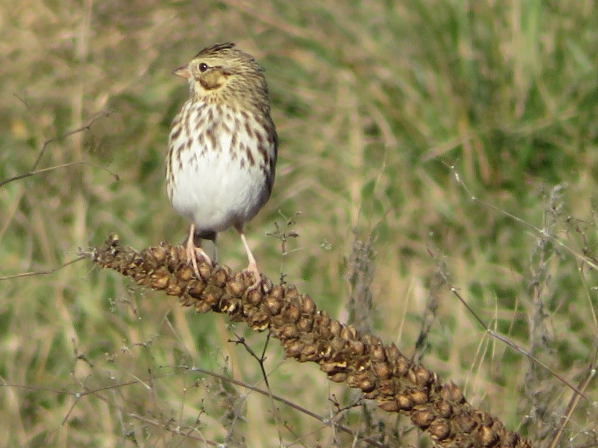 Savannah Sparrow - ML646637871