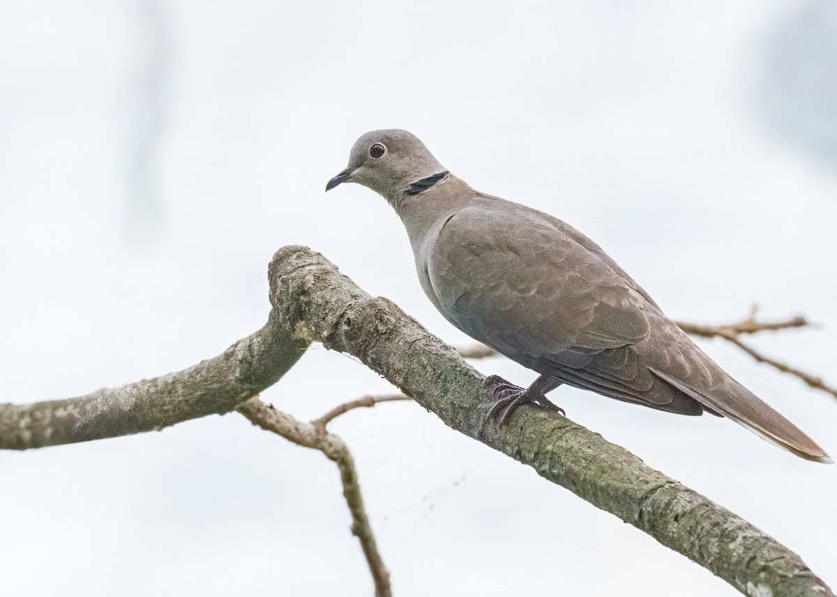 Eurasian Collared-Dove - ML646637872