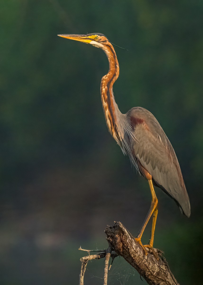 Purple Heron - ML646637873