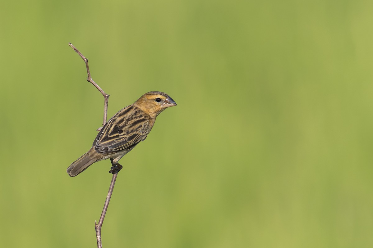 Asian Golden Weaver - ML646637875