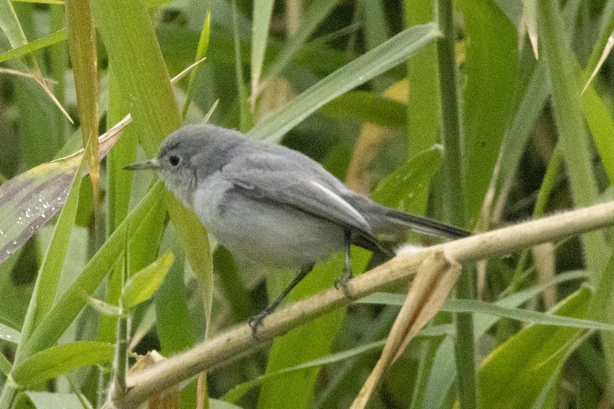 Blue-gray Gnatcatcher - ML646637876