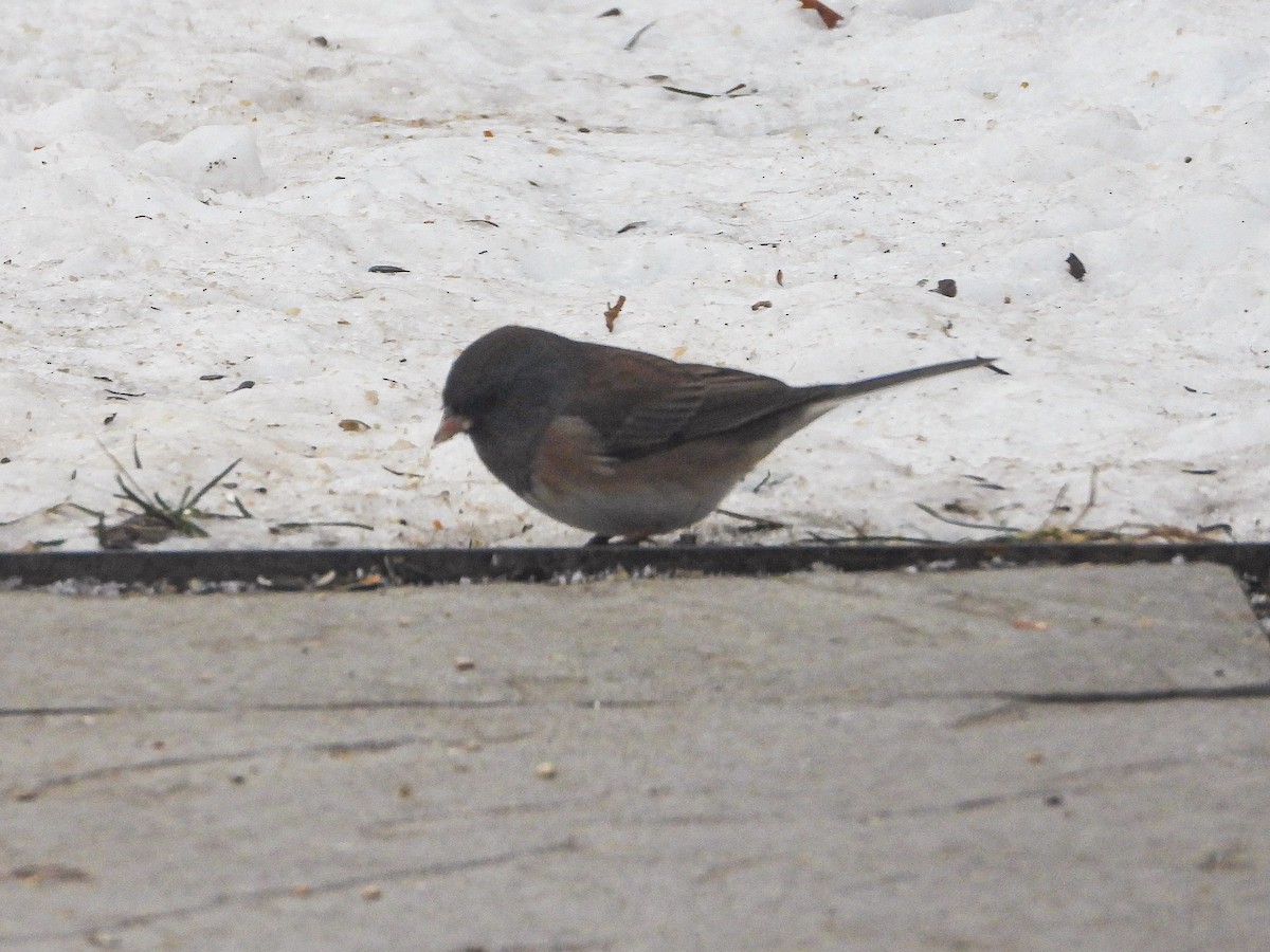 Юнко сірий [група oreganus] - ML646637878