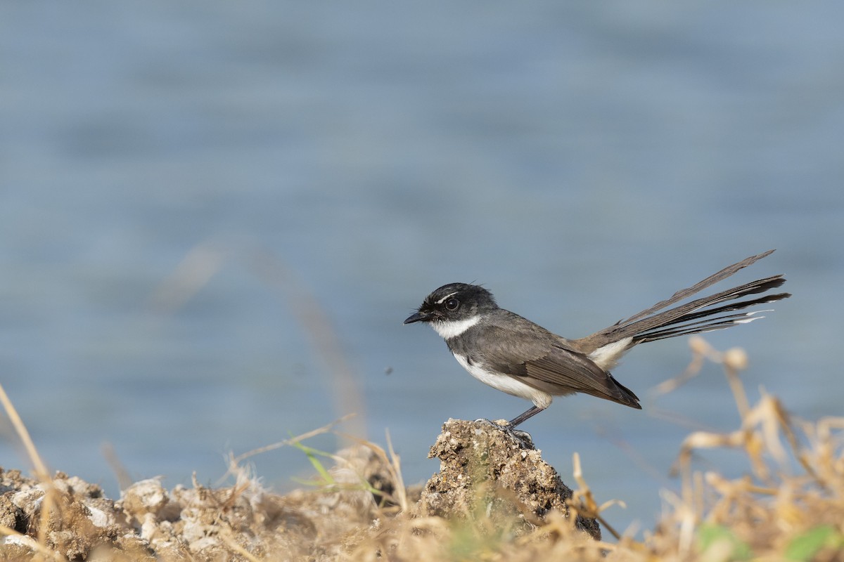 Malaysian Pied-Fantail - ML646637880