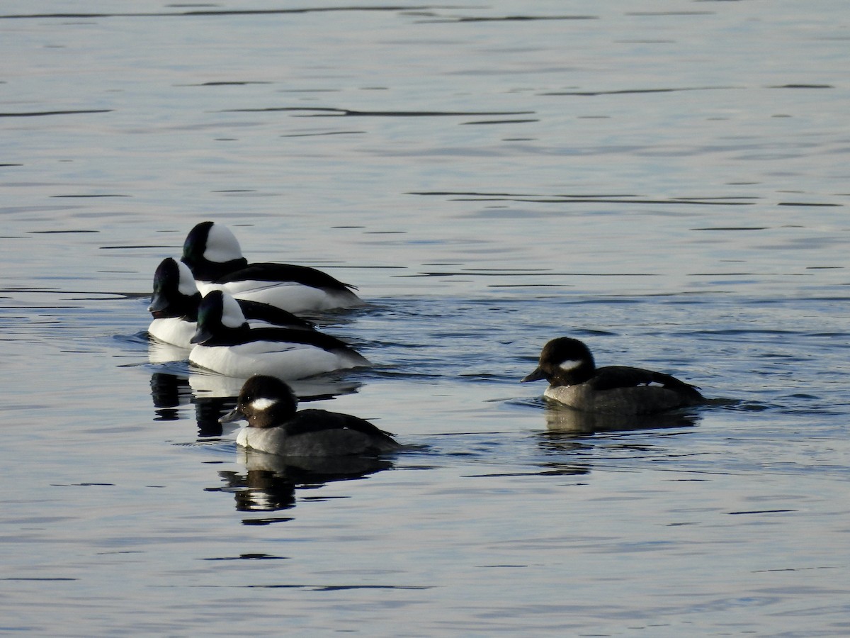 Bufflehead - ML646637881