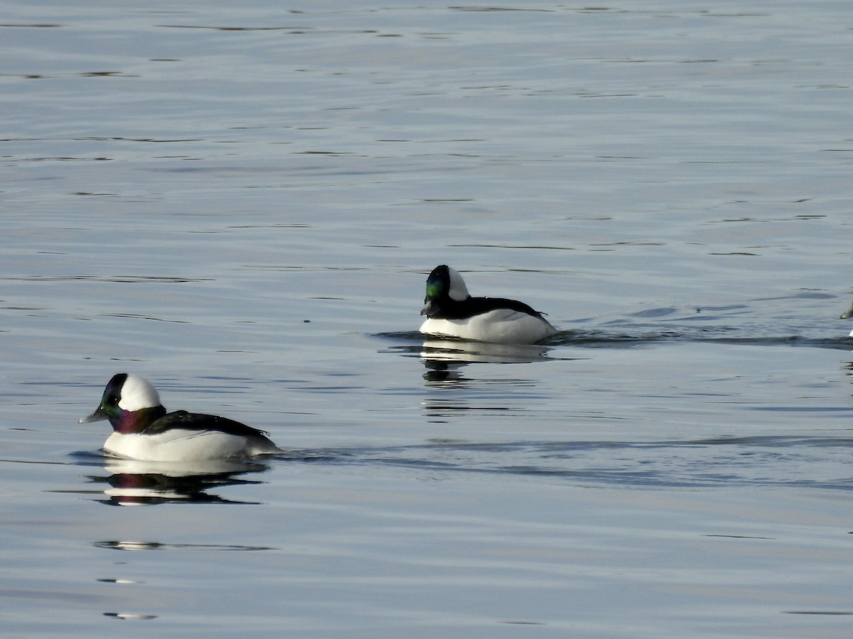 Bufflehead - ML646637882