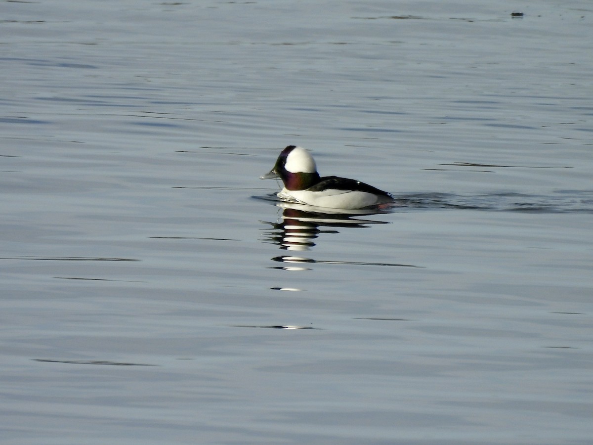 Bufflehead - ML646637883