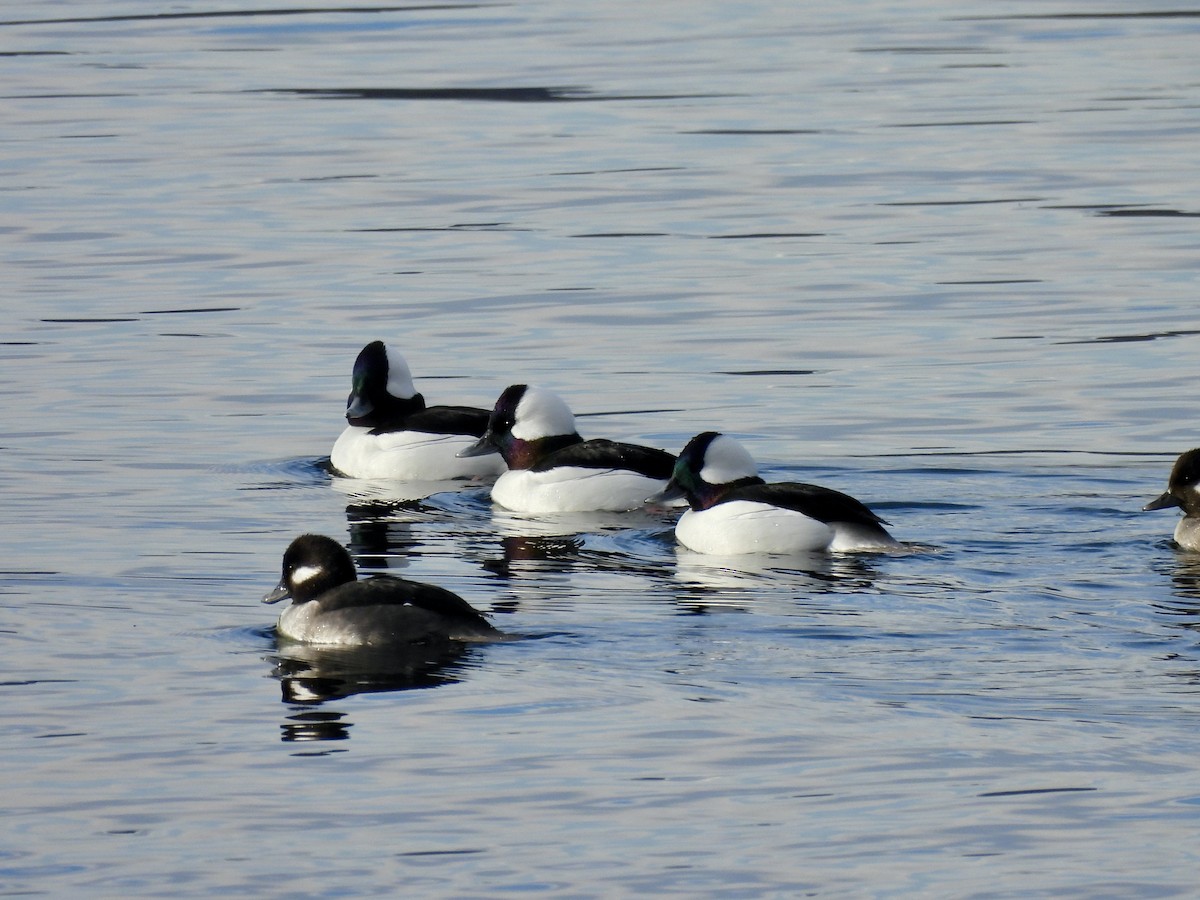 Bufflehead - ML646637884