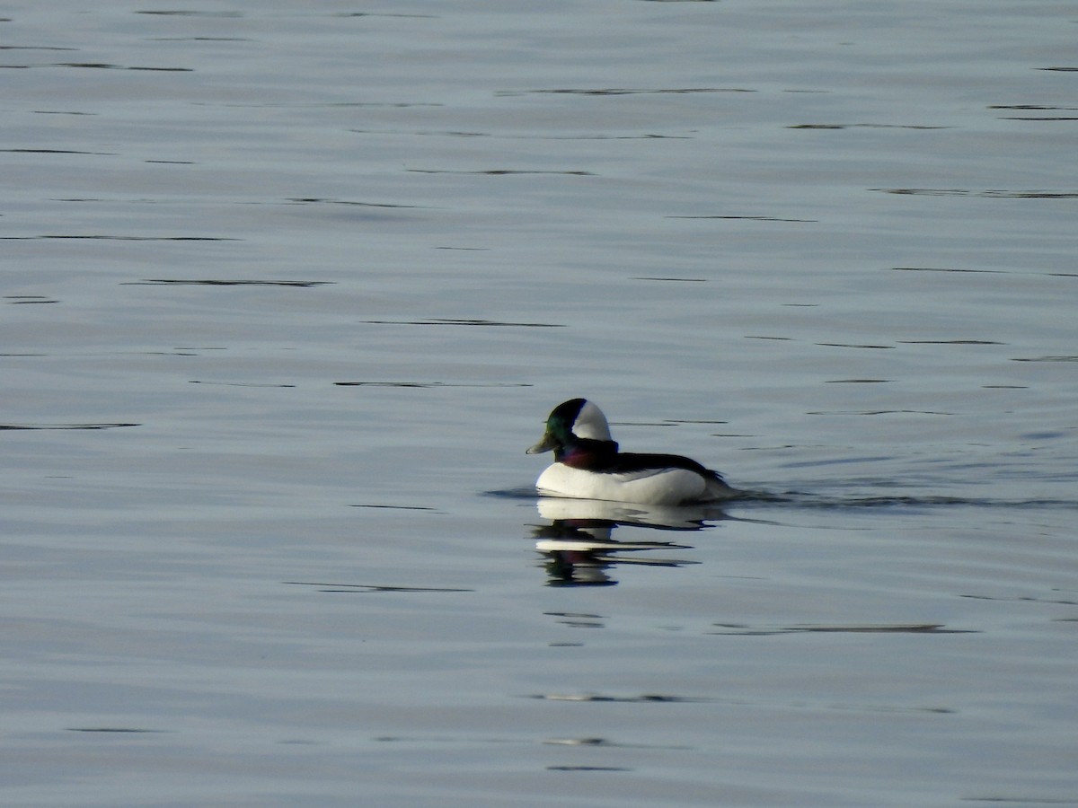 Bufflehead - ML646637885