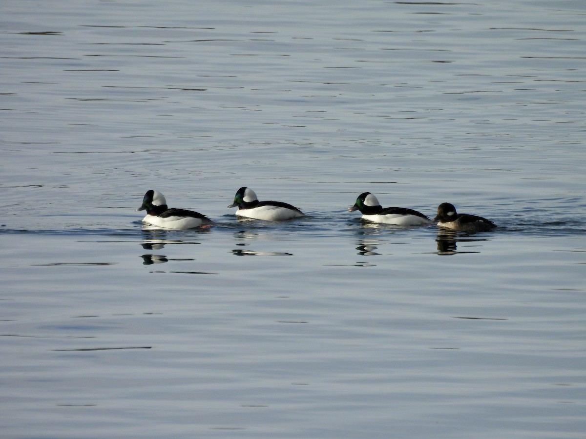 Bufflehead - ML646637886