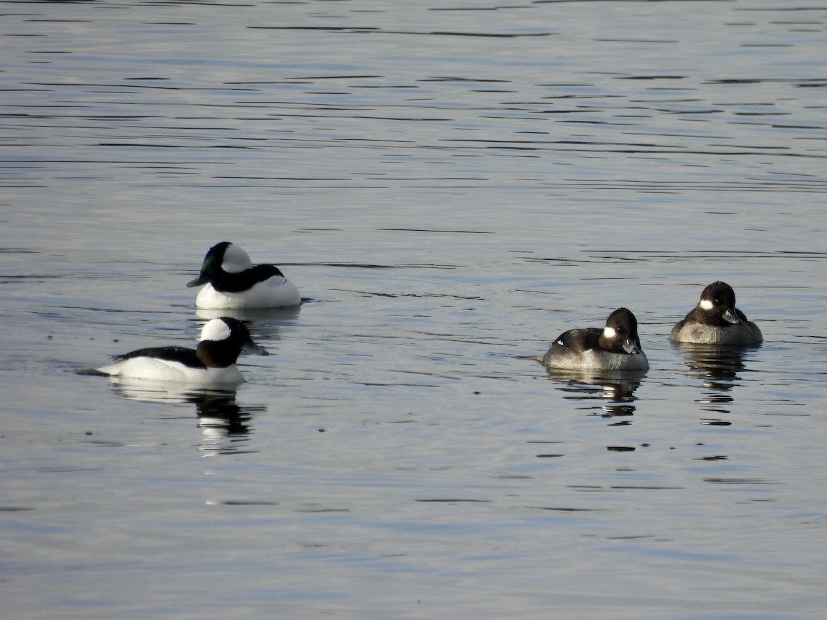 Bufflehead - ML646637887