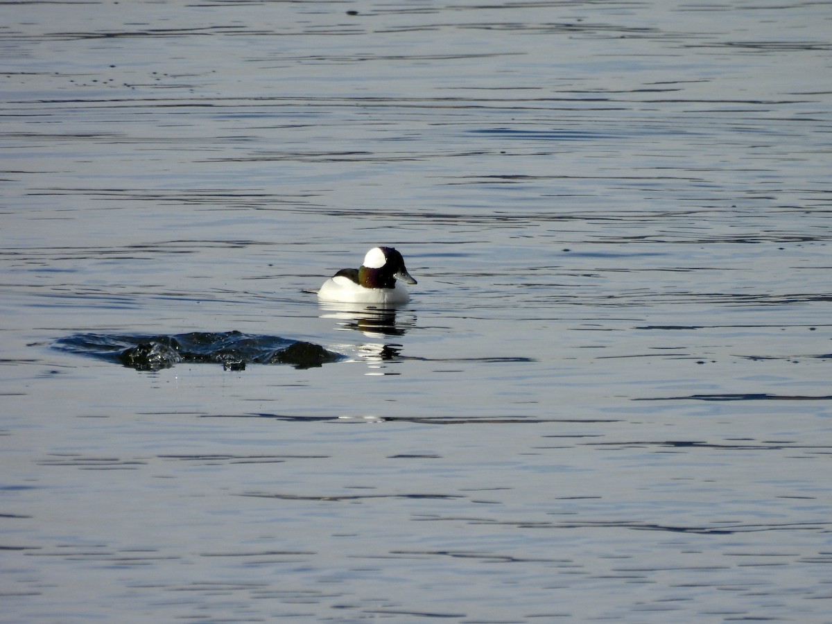 Bufflehead - ML646637888