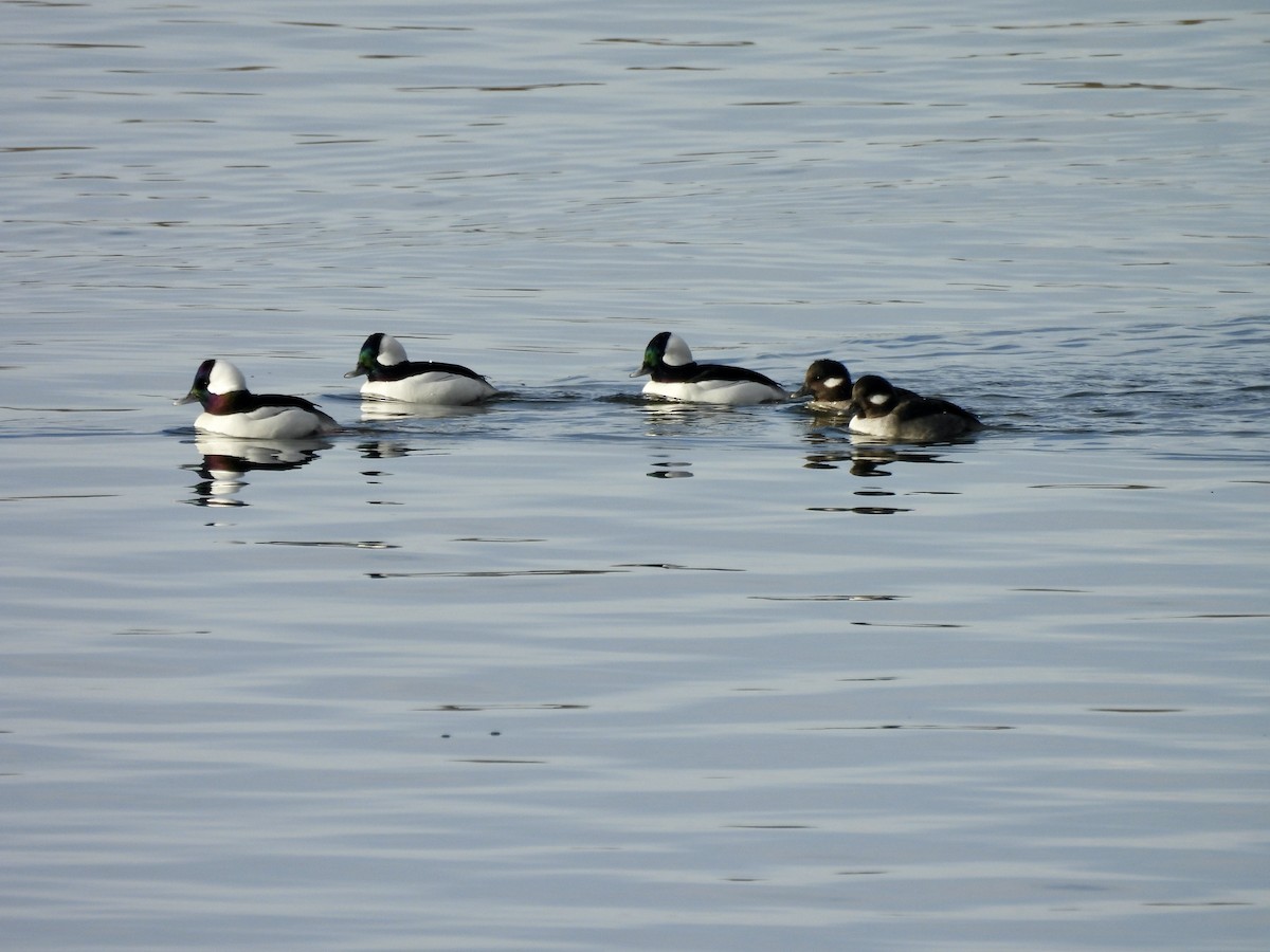 Bufflehead - ML646637889