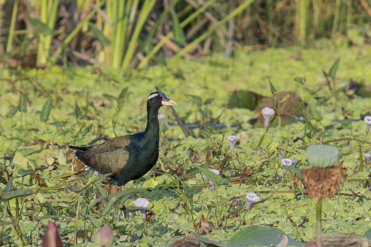 ostnák hnědoocasý - ML646637892