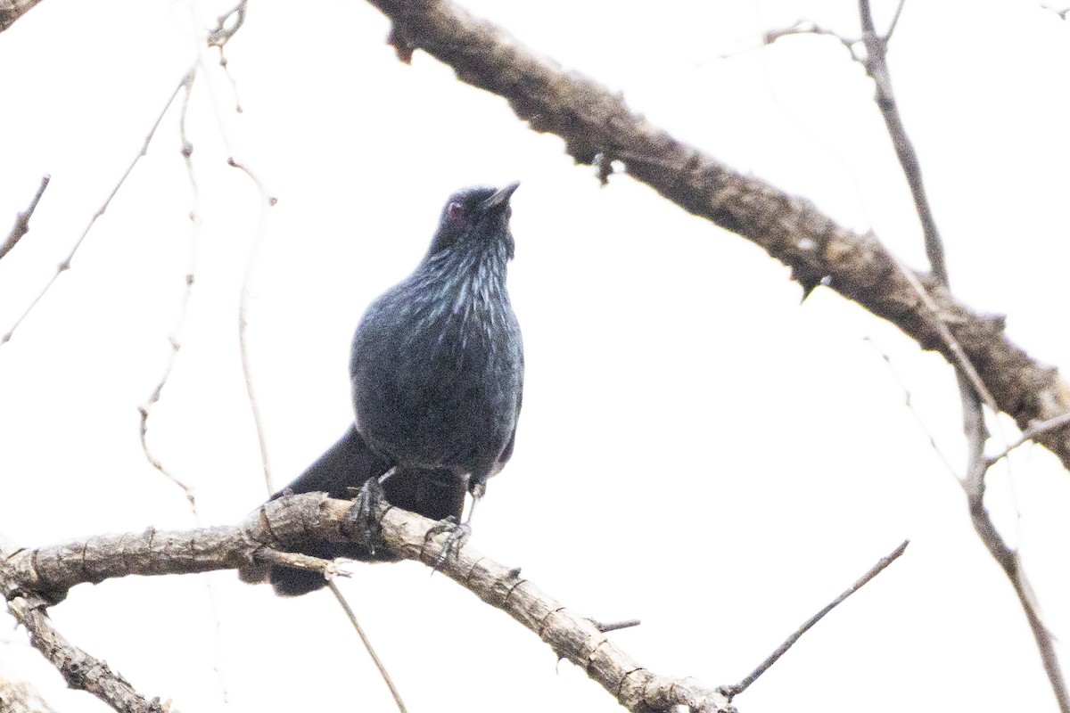 Kuitlakotxe urdina - ML646637897