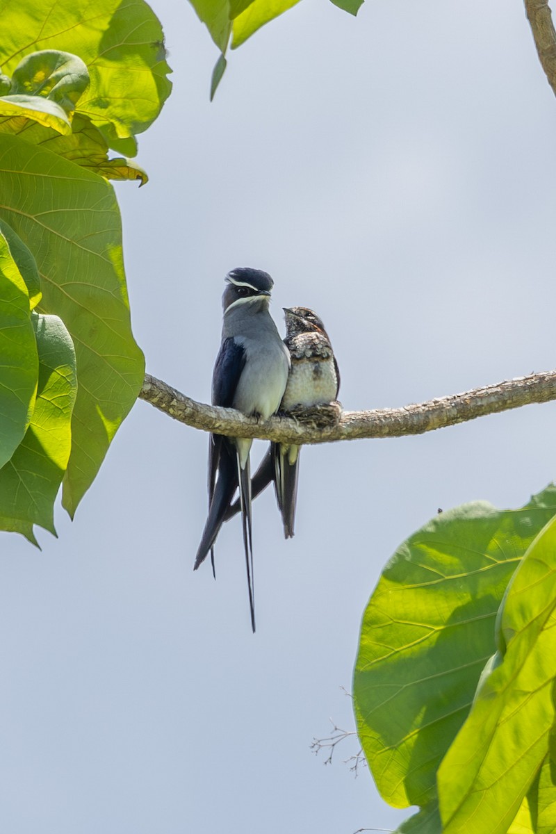 Усатый клехо - ML646637899