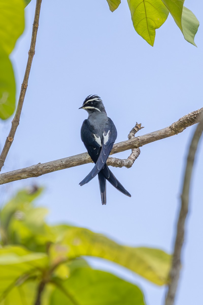 Усатый клехо - ML646637900