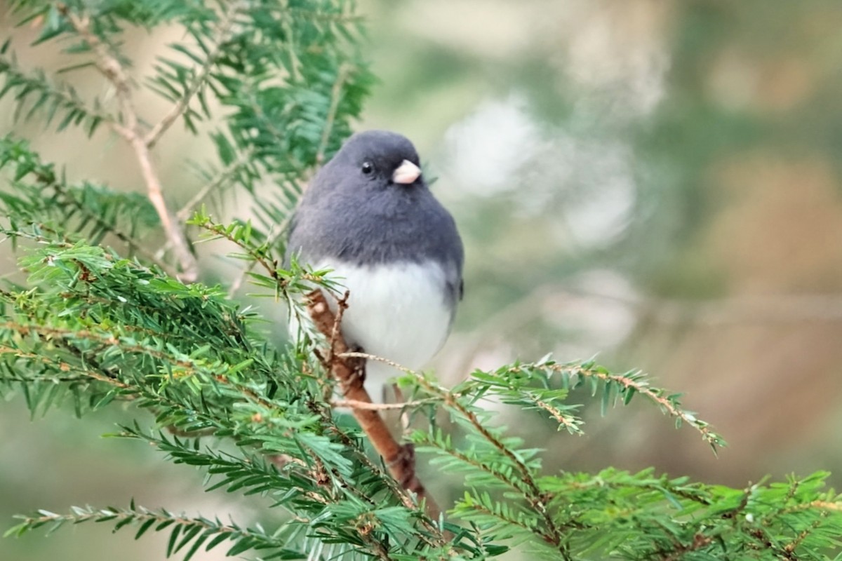 Dark-eyed Junco (Slate-colored) - ML646637903