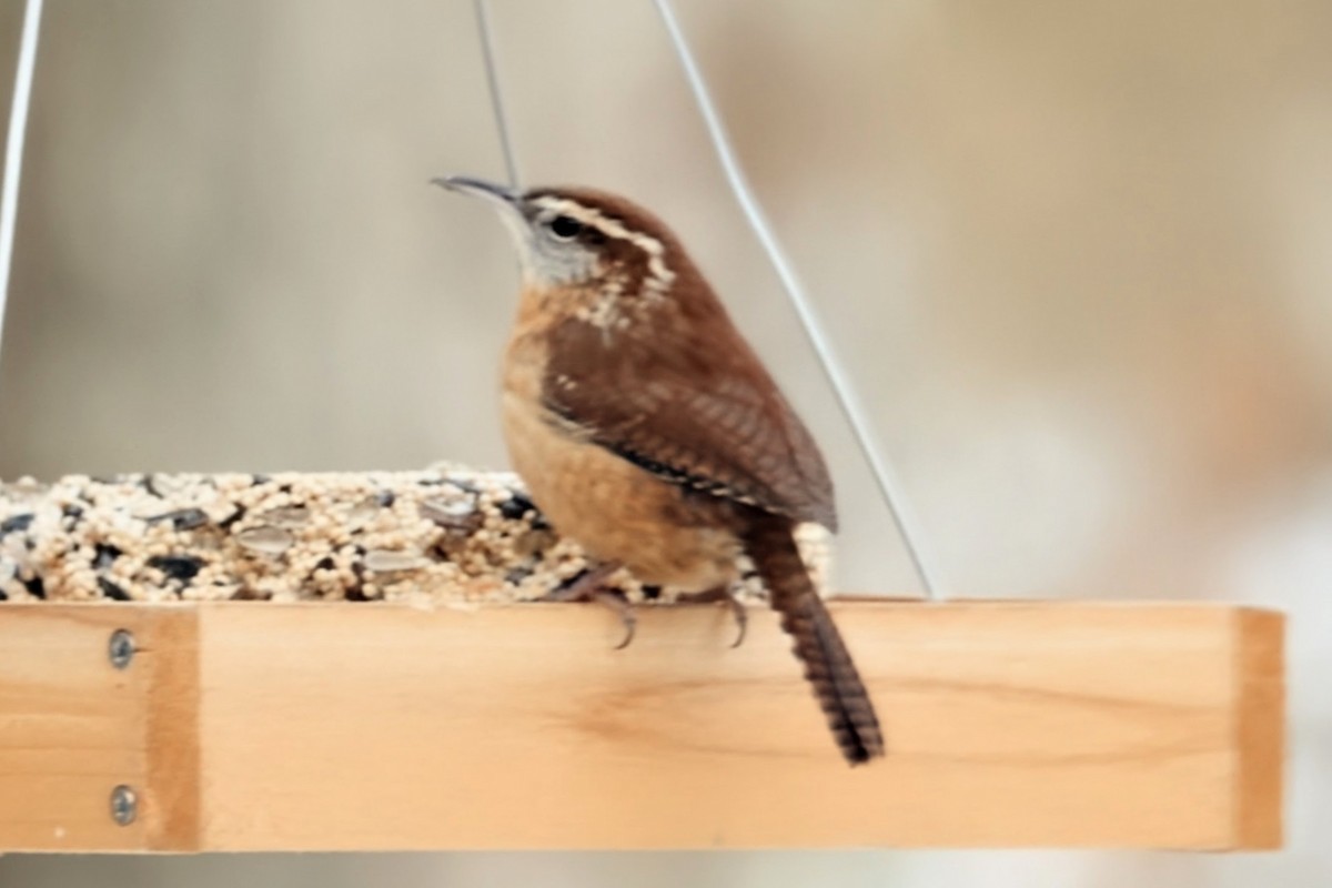 Carolina Wren - ML646637904
