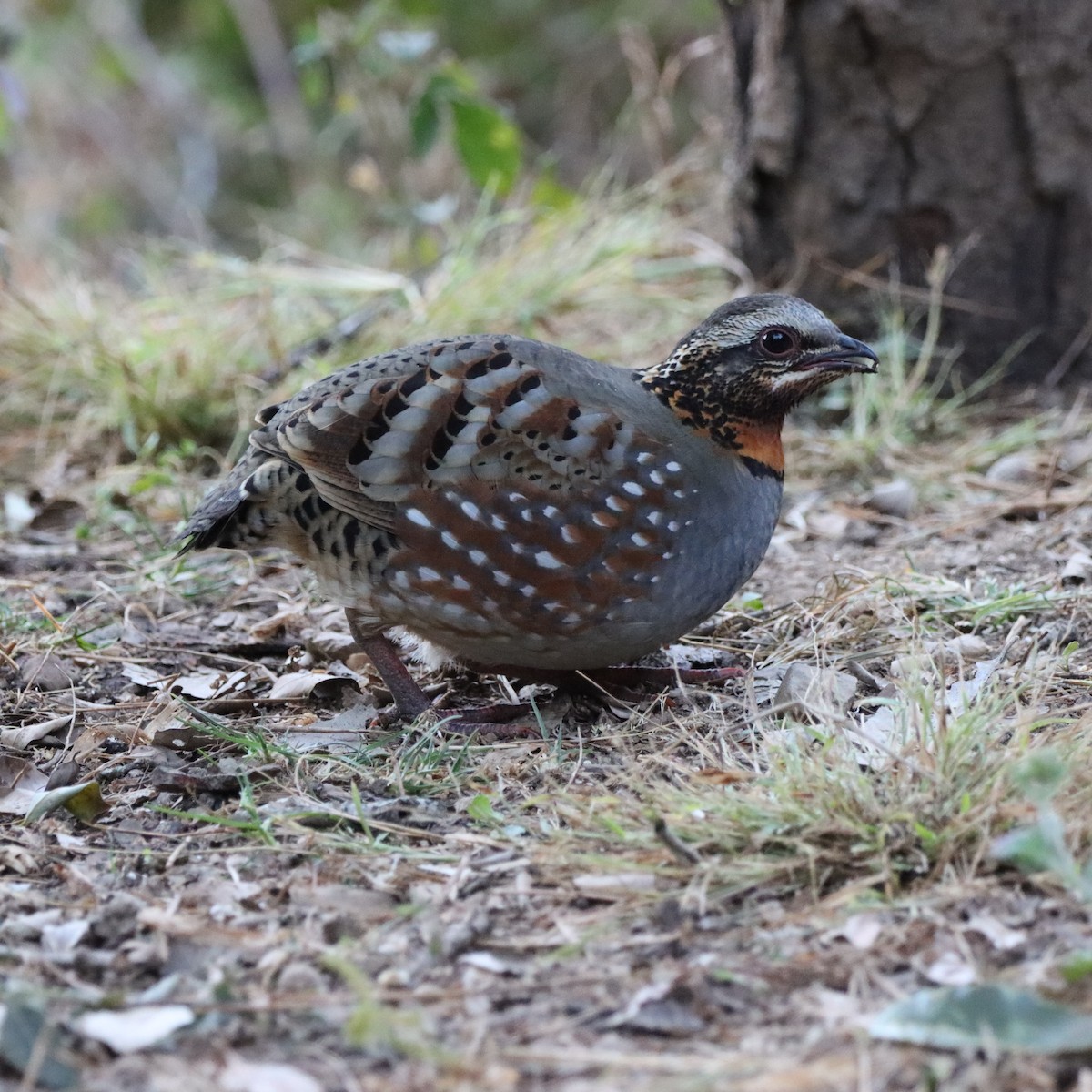 Rufous-throated Partridge - ML646637905